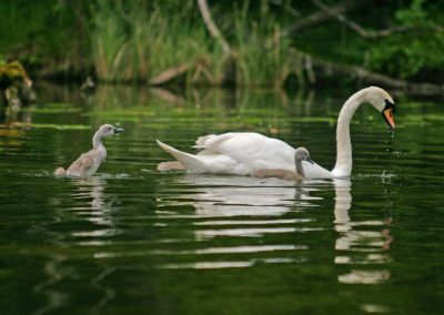 krutynia_20090326_1918501747