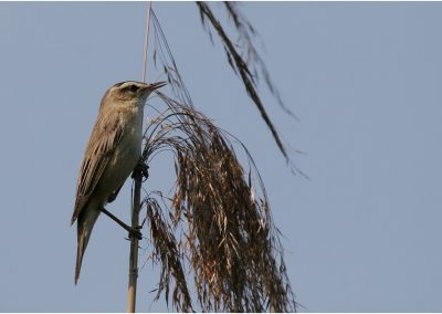 paddeln_in_polen_15_20130415_1914385531