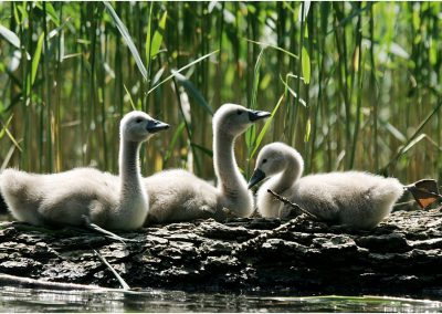paddeln_in_polen_17_20130415_2017462090