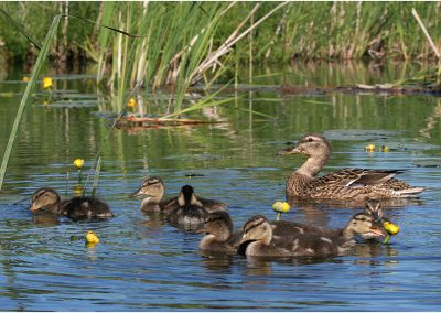 paddeln_in_polen_21_20130415_1857113574