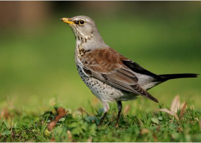 paddeln_in_polen_23_20130415_1884564090