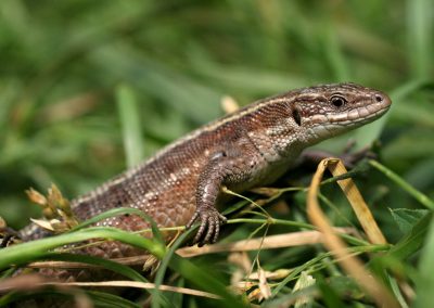 paddeln_in_polen_2_20130415_1999812380