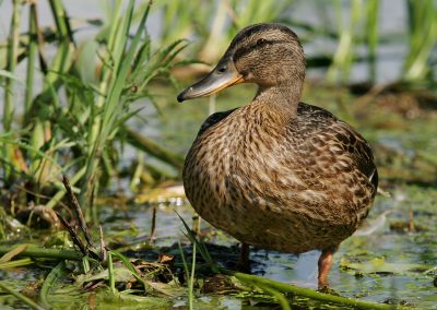 paddeln_in_polen_30_20130415_2016228297