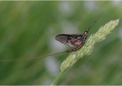 paddeln_in_polen_39_20130415_1173768597