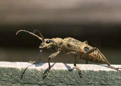 paddeln_in_polen_43_20130415_1233607018