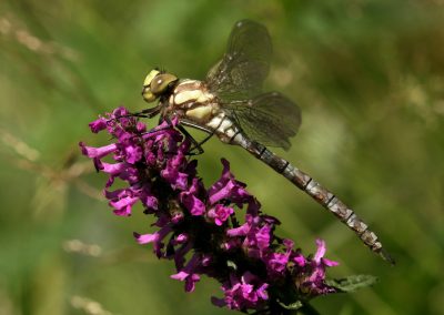 paddeln_in_polen_45_20130415_1346335951