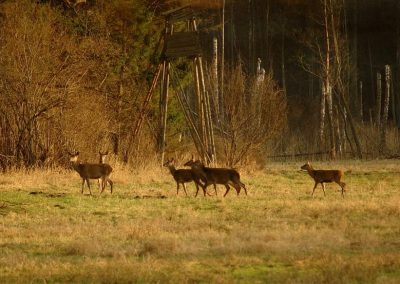 paddeln_in_polen_9_20130415_2099468873